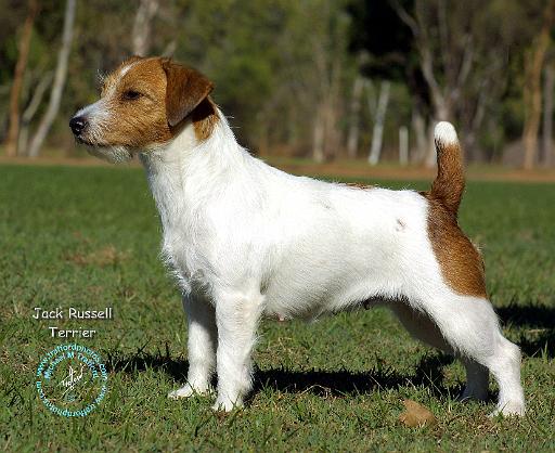 jackrussl